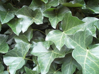 Ivy