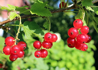 Redcurrant berries closeup