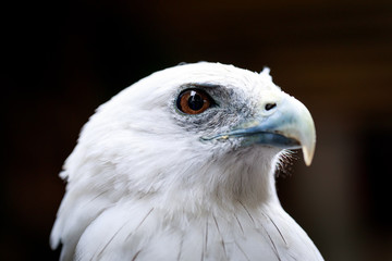 Portrait of a eagle - Powered by Adobe