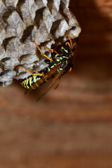 macro wasp sitting in the nest 