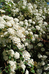 Blühender Spierenstrauch