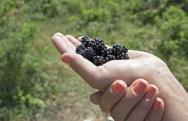 ripe wild blackberries  on a background of green meadows
