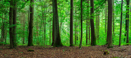Bäume Wald Landschaft 