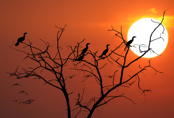 Cormorants silhouettes on the sunset