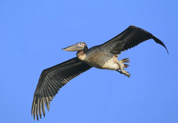 Young white pelican in flight