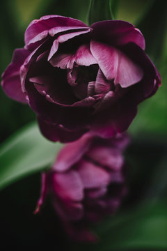 Purple peony flowering tulips in garden, close up