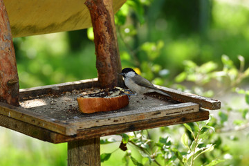 blue titmouse eats seeds in the fodder rack	