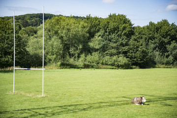 Obraz premium Cows on a green field