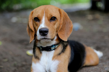 Portrait of a cute  beagle dog.