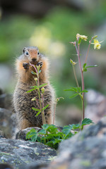 Ground squirrel