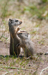 Uinta ground squirrel
