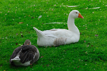 animals in Bavaria, Germany, Europe