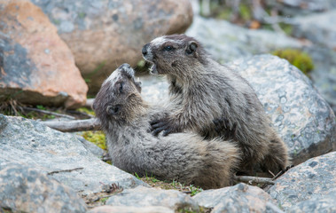 Yellow Bellied Marmot
