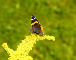 Vanessa atalanta