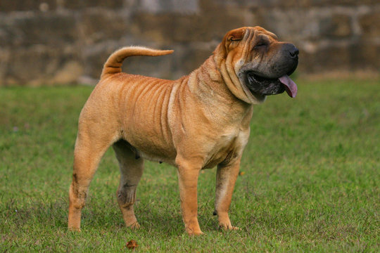 Shar Pei Dog