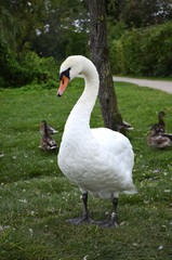 Obraz premium Swan (cygnus) on a meadow with ducks