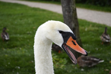 Obraz premium Head of a swan (cygnus) with open beak