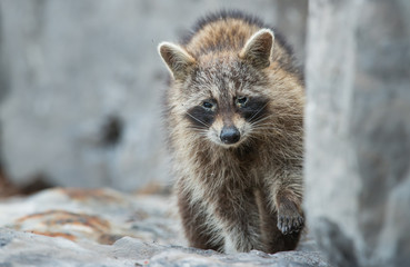 Raccoon