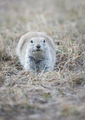 Richardson Ground Squirrel