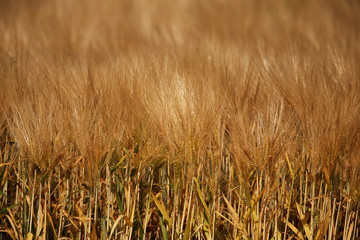 Wheat close up 