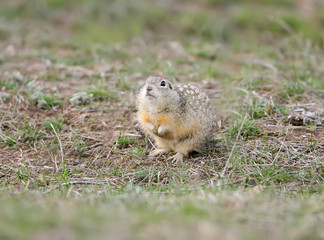 Naklejka na ściany i meble The speckled ground squirrel or spotted souslik (Spermophilus suslicus) on the ground.