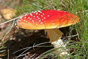 Fliegenpilz (Amanita muscaria)
