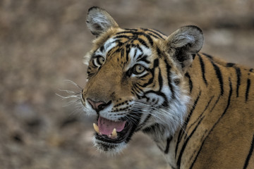 Bengal Tiger