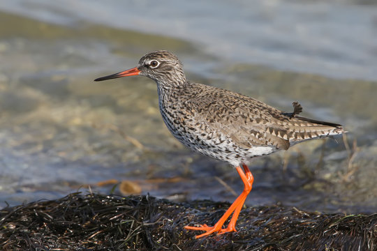 The common redshank  on blue blurred background.