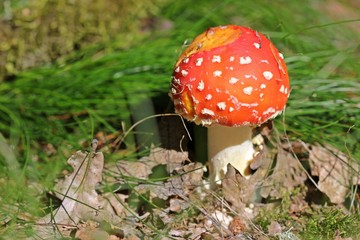 Fliegenpilz (Amanita muscaria)
