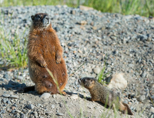 Marmot