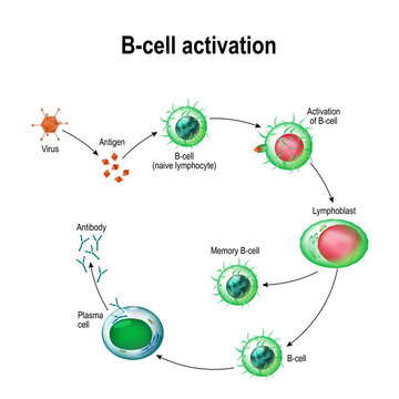 Activation of B-cell leukocytes
