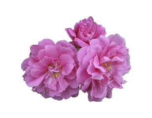 wild roses, hip, or flower bud