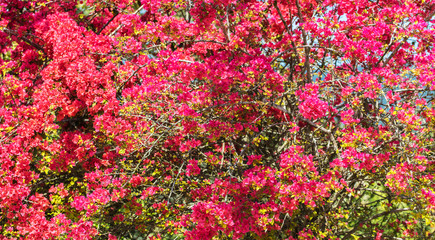 Bougainville vermelho.