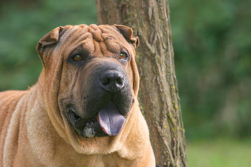 Shar Pei Dog