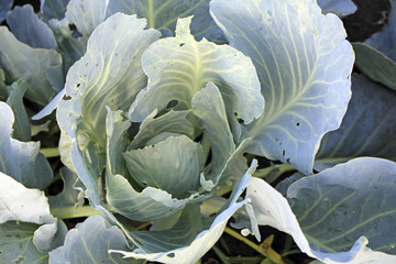 Young cabbage bitten by caterpillars