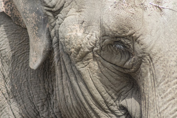 Portret słonia