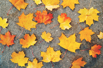 Naklejka na ściany i meble Bright yellow and orange maple leaves lying on the asphalt pavement. Autumn natural background. Flat lay, top view