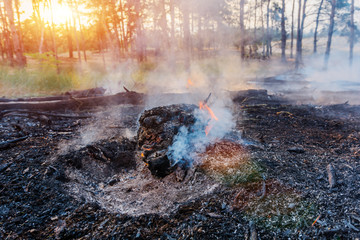 Forest fire burning, Wildfire close up at day time.