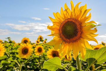Sunflowers garden. Sunflowers have abundant health benefits