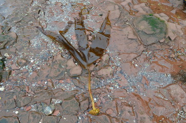 Kelp / Zuckertang (Laminaria saccharina) auf Helgoland