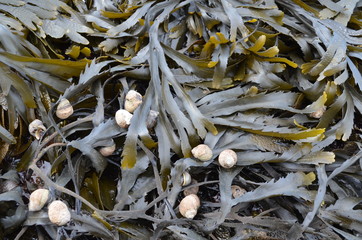 Blasentang (Fucus serratus) mit Strandschnecken (Littorina littorea) vor Helgoland