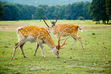 a herd of deer on the farm