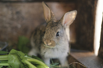 Gray rabbit in rabbit barn - close up