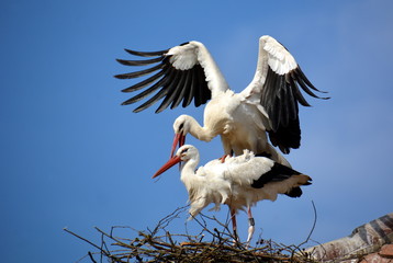 Weißstorch