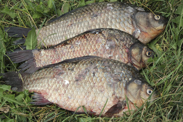 Fresh river fish carp on green grass