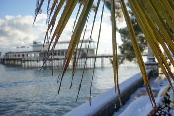 the leaves of the fan palm Washingtonia with water drops on a background of melted snow in the...