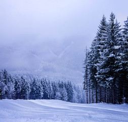 Christmas winter landscape, spruce and pine trees covered in snow on a mountain road