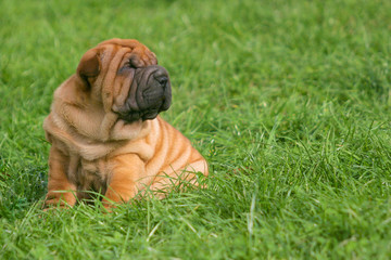 Shar Pei Puppy Dog