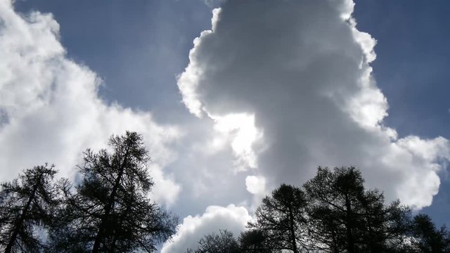 Nuvole sul bosco time lapse