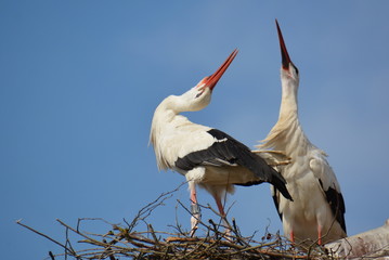 Weißstorch